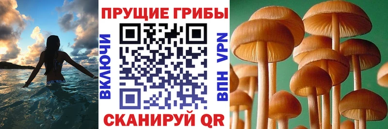 Галлюциногенные грибы Psilocybe  цена наркотик  Волжский 